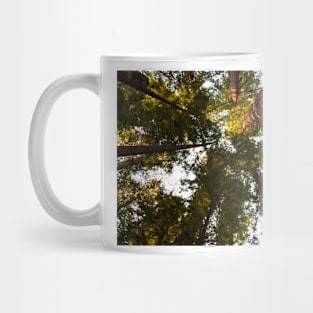 Redwoods trees and sky Mug